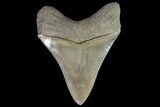 Serrated, Fossil Megalodon Tooth #90782-2